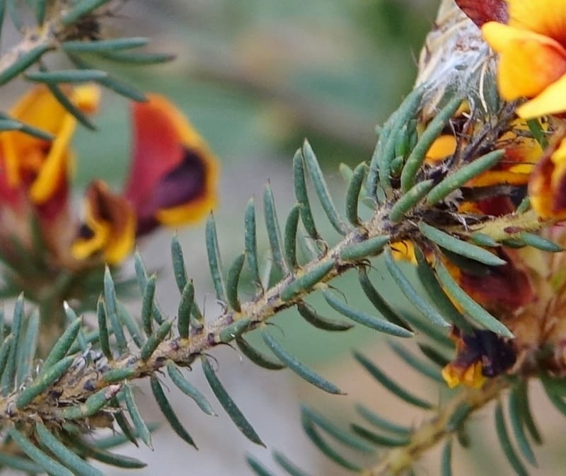 Pultenaea verruculosa, Davidson, C 13524--Australia. W. A. Trail to Mt. Hassell. 30 Oct 2016. DSC07078 (97).JPG