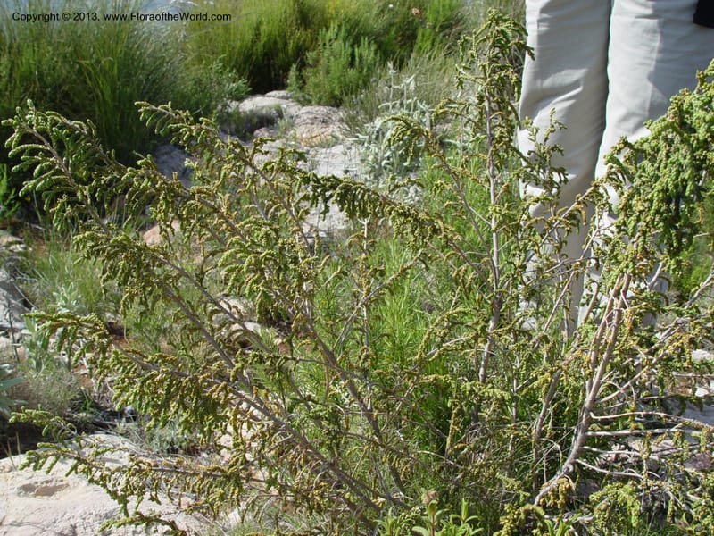 Thymelaea hirsuta--Spain. Andalucia. On C333, ca. 5 km E of Orgiva. 14 Ap (139).jpg