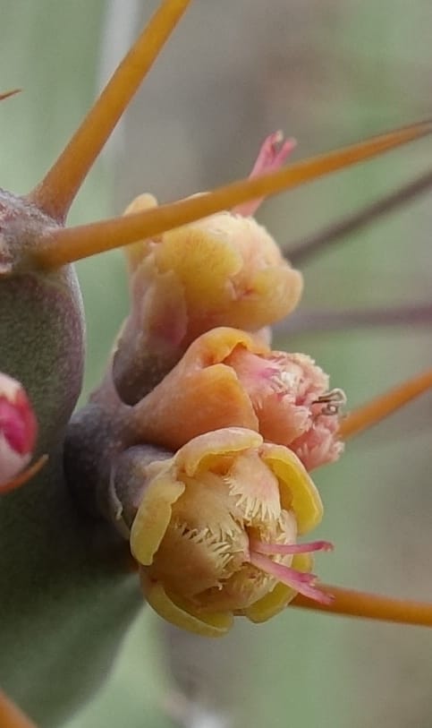 Euphorbia subsalsa subsp. fluviatilis, Nanyenia 1191--Namibia. Dry waterfal. 20 Mar 2018. DSC01925 (17).JPG