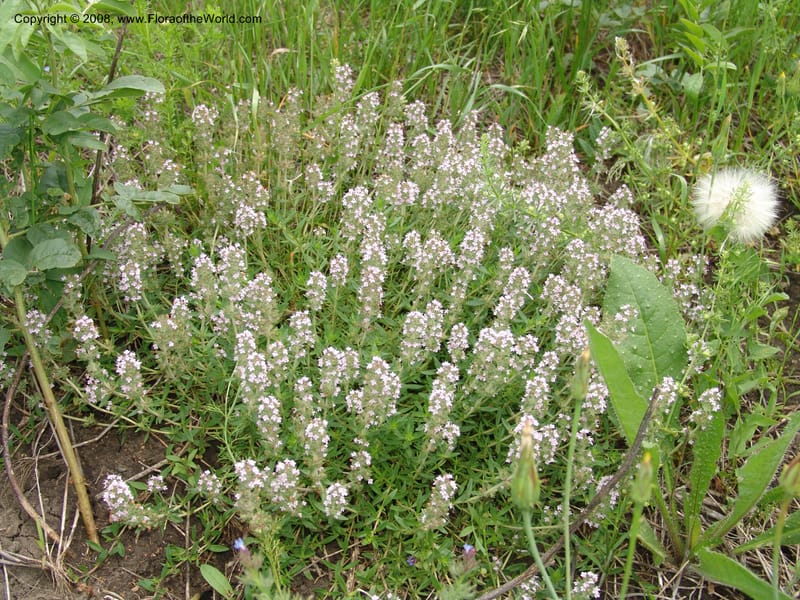 Thymus tiflisensis--Georgia. Gori Upland, Gareji Steppe. Near salty lake. 9  Jun 05. 131.jpg