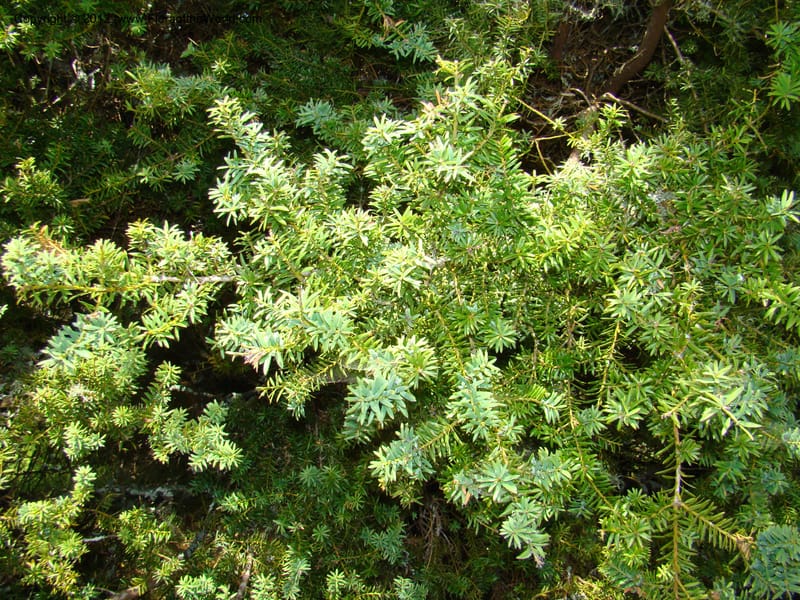 Podocarpus totora--New Zealand. Waikato Distr. Waingaro Forest Res. 28 Nov 07. 111 (1).jpg