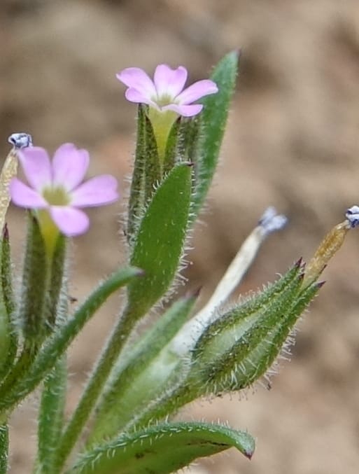 Microsteris gracilis var. humilior, C. Davidson 13566--ID. Blaine Co. Rock Creek Preserve. TNC. 14 May 2017. DSC00477 (115).JPG