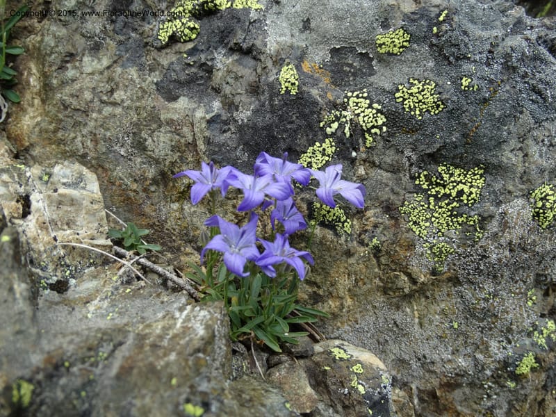 Campanula, Davidson, C 12592B--ID. Idaho Co. Seven Devils Camp Ground. 15 Jul 2014. DSC00113 (180).JPG