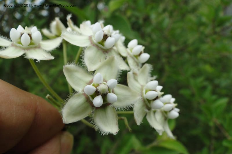 Funastrum clausum, W. D. Stevens 31011--Paraguay. Edo. Pres. Hayes. Rta. 9. 13 Mar 2011. 258 (7).jpg