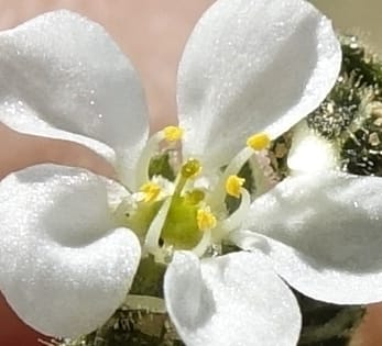 Limeum myosotis, L. Nanyeni 1158--Namibia. B1 to Rehoboth, Frankie Fredricks St. 15 Mar 2018. DSC00565 (453).JPG