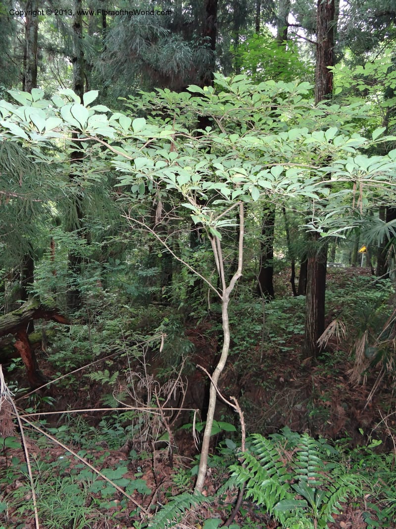 Lindera chienii, Davidson, C 11955--China. Zhejiang Priv. Tian Mu Shan. 31 May 2012. DSC00927 (164).JPG