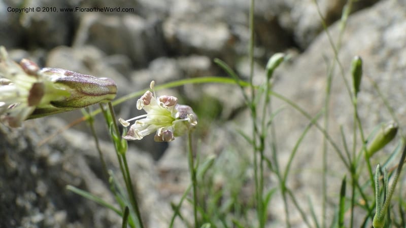 Silene repens, C. Davidson 11766--ID. Idaho Co. Josephine Lk Rd . 27 July 2010. 001 (66).jpg