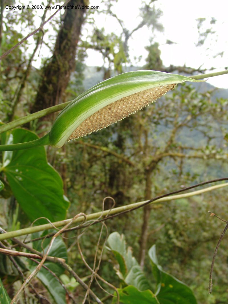 Anthurium longistrorsum, Croat93572--Ecuador. Prov. Sucumbio. Jct w rd to San Rafael Falls. 18 Aug 04. 058.jpg