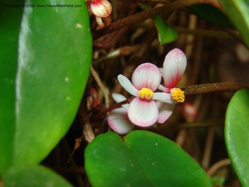 Begonia eleagnifolia--France. Nancy. Jard. Bot. Montet. 2 May 05. 171.jpg