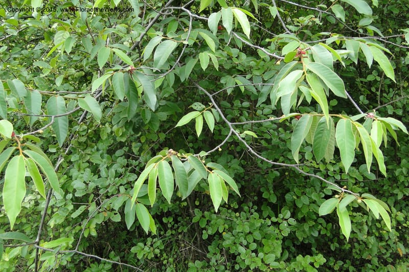 Uvaria, Regalado 1954--Viet Nam. Forest Block 19. 15 May 2011. 144 (10).jpg