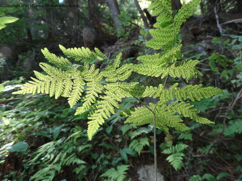 Gymnocarpium dryopteris, Davidson, C 12848--ID. Shoshone Co. St. Hwy 4. E of Burke. 2 Jul 2015. DSC07383 (46).JPG