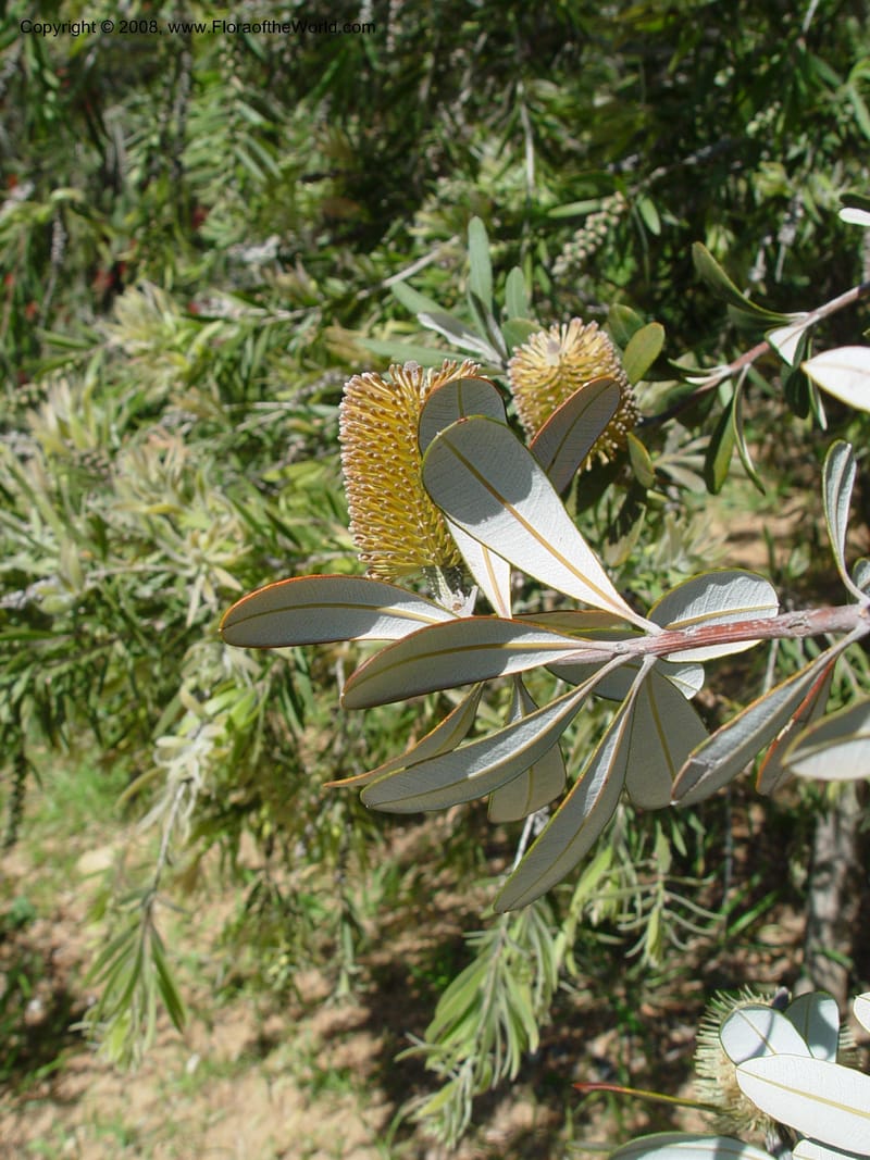 Banksia intregrifolia, 1999.00423--Spain. Barcelona Botanic Garden. CD21 Apr 04. 4. 059.jpg