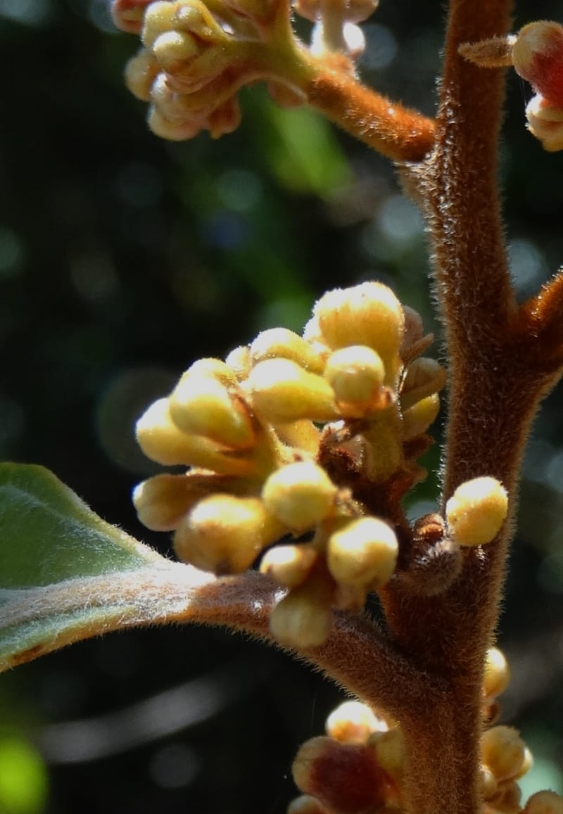 Cryptocarya turrilliana, Lowry, P 7352--Fiji. Nabouwalu Rd. 5 Nov 2015. DSC09606 (22).JPG