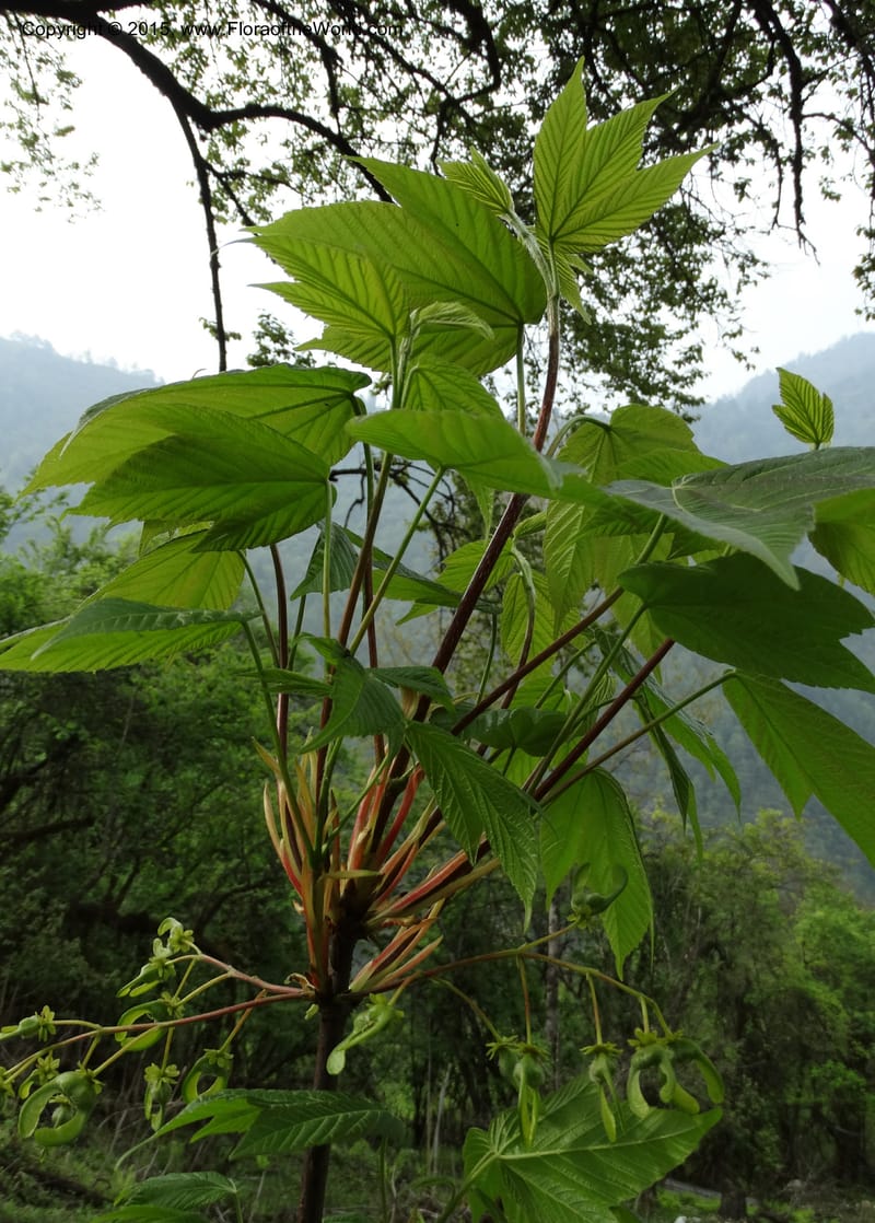 Acer, Boufford, D 43670--China. Sichuan. GuoBaYan, HanBaiYu Shan. 12 May 2014. DSC05373 (202).JPG