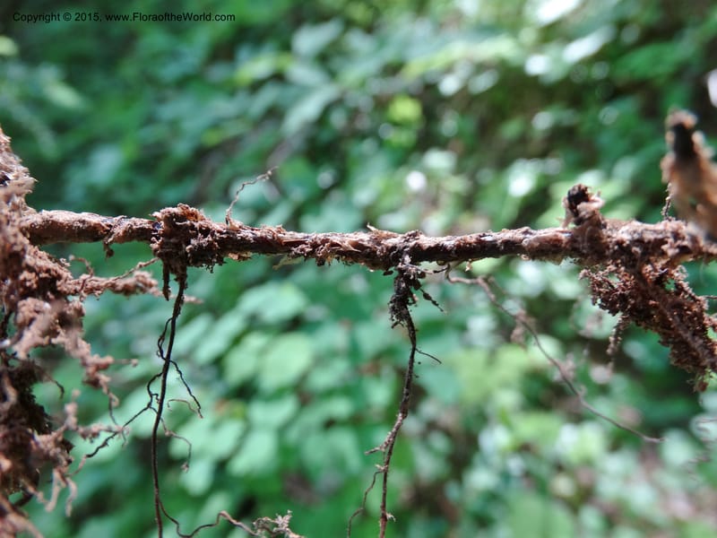 Gymnocarpium dryopteris, Davidson, C 12848--ID. Shoshone Co. St. Hwy 4. E of Burke. 2 Jul 2015. DSC07383 (54).JPG