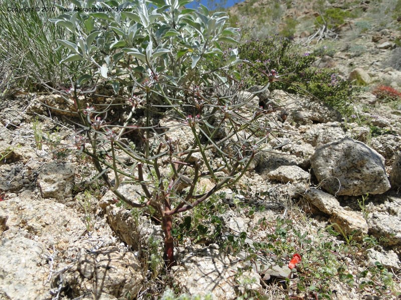 Euphorbia eriantha, C. Davidson 11664--California. Riverside Co. 1 April 2010. 309 (9).jpg