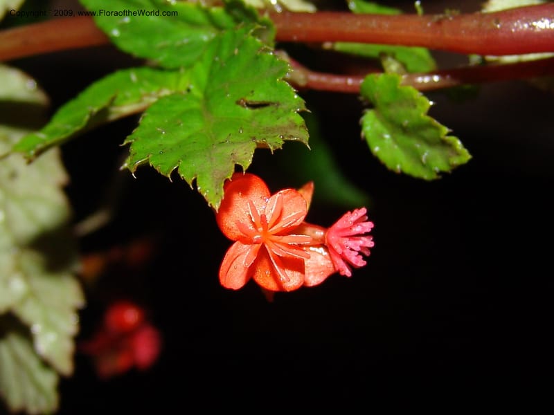 Begonia, Croat94737--Ecuador. Prov. Carchi. Rd Tulcan to El Chical. 16 Feb 05.  237.jpg