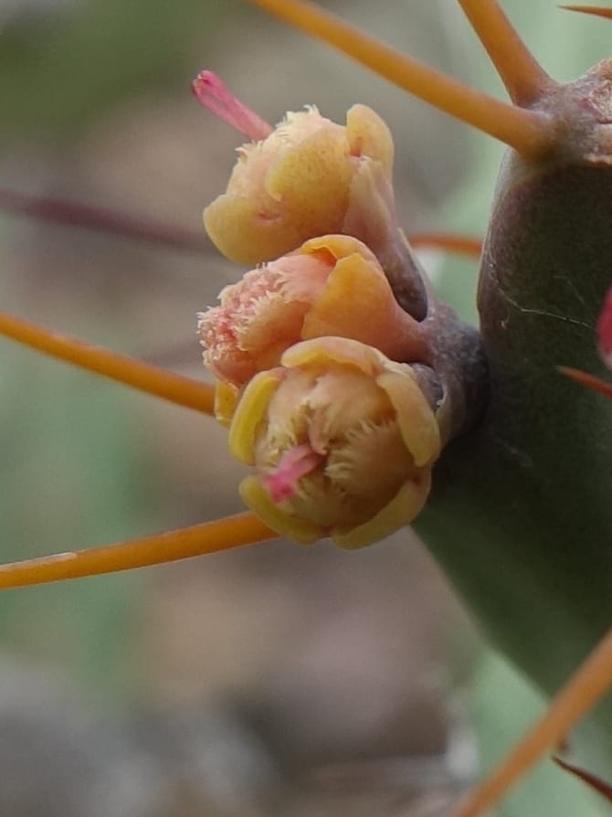 Euphorbia subsalsa subsp. fluviatilis, Nanyenia 1191--Namibia. Dry waterfal. 20 Mar 2018. DSC01925 (18).JPG