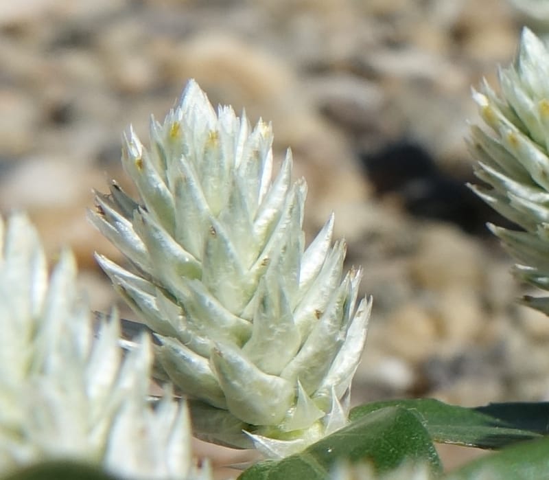 Gomphrena celosioides, L. Nanyeni 1167--Namibia. Hwy B1 S of Okahandja at Swakop R. bridge. 16 May 2018.  (18).JPG