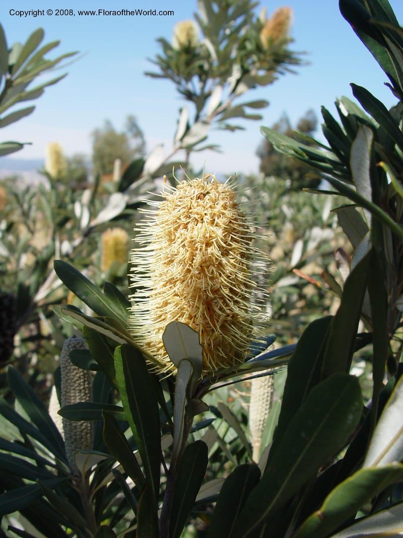 Banksia integrifolia, 1999.01594--Spain. Barcelona Botanic Garden. 19 Apr 04. 076.jpg