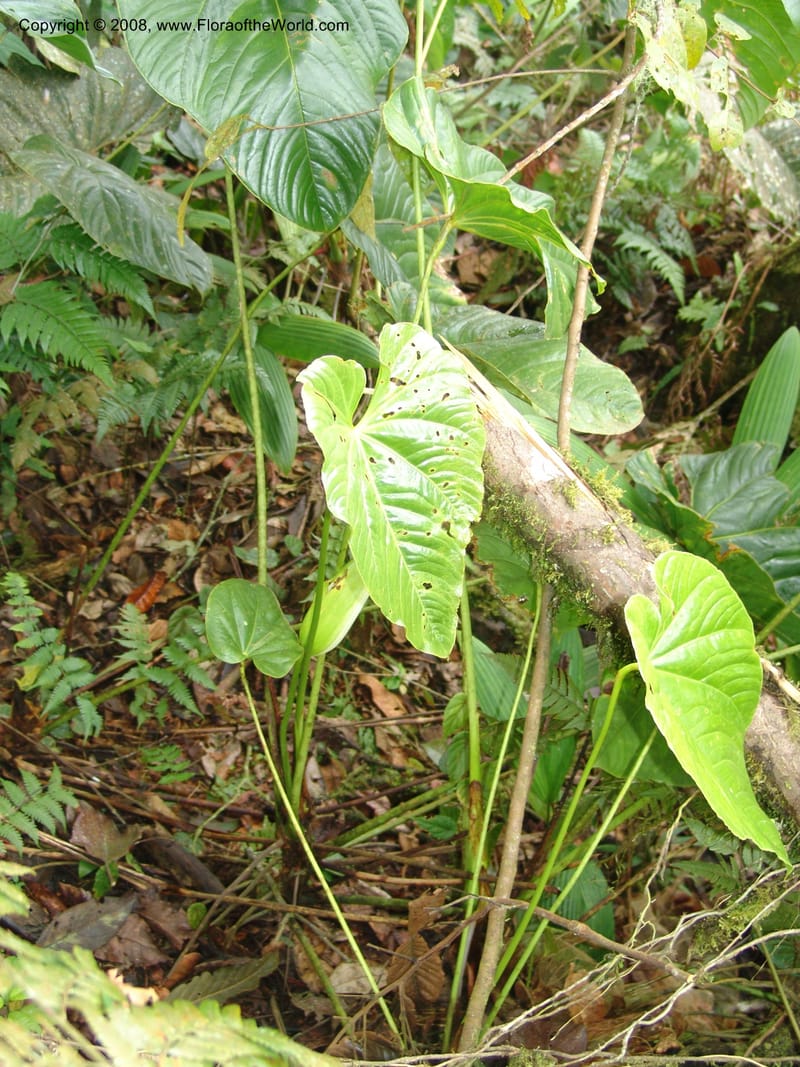 Anthurium longistrorsum, Croat93572--Ecuador. Prov. Sucumbio. Jct w rd to San Rafael Falls. 18 Aug 04. 060.jpg