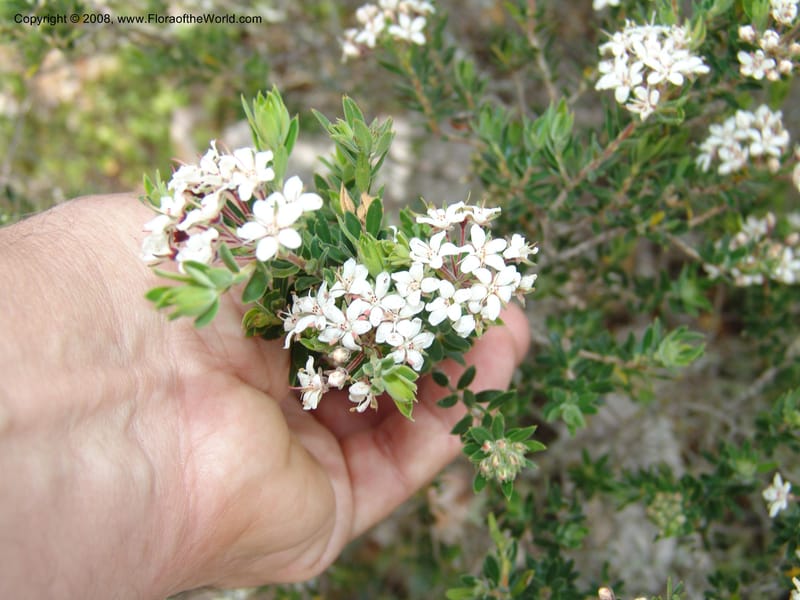 Agathosma puberula cf--So.Africa. E. Cape. Uitenhage Nat. Res. 6 Mch 05. 029.jpg