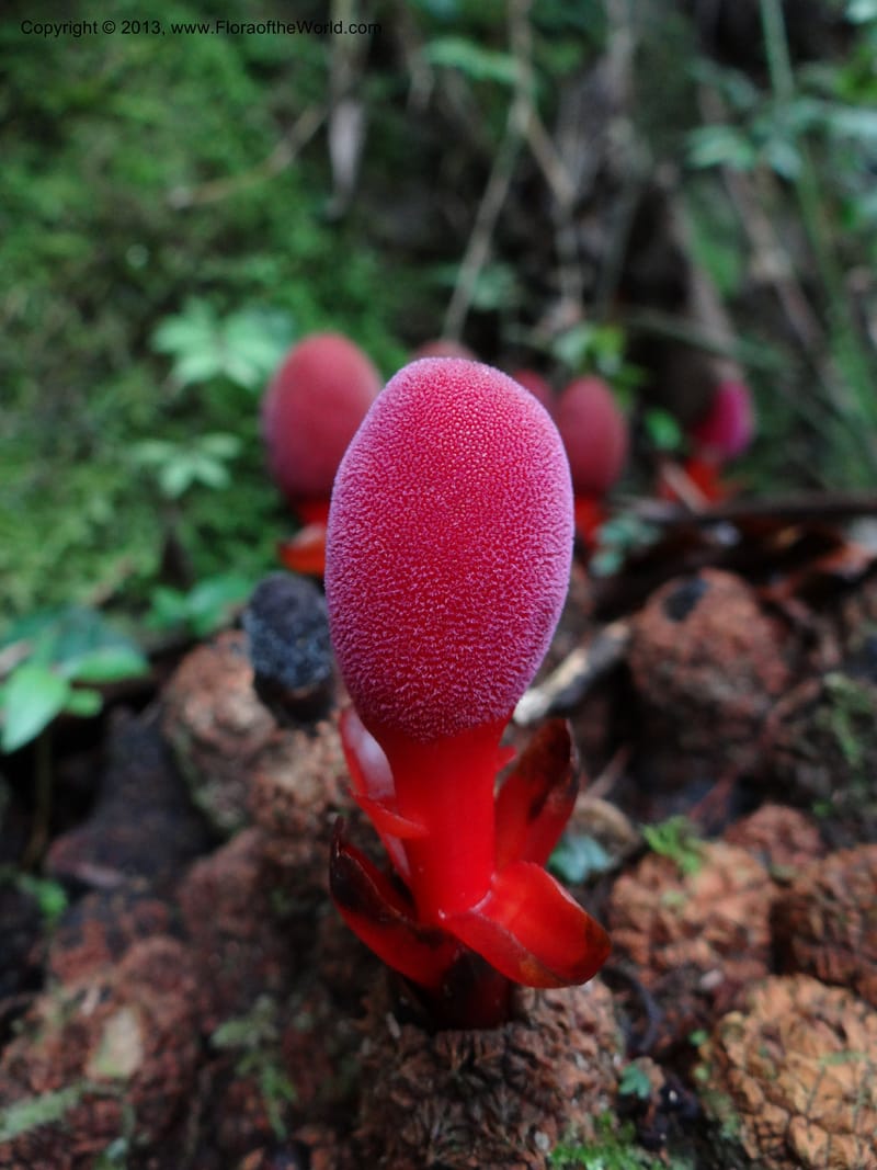 Balanophora papuana, SAN.153221--Malaysia, Sabah. Mt. Kinabalu. 5 Apr 2012. DSC06767 (2).JPG