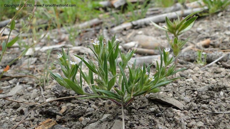 Microsteris gracilis, C. Davidson 11773--ID. Idaho Co. Warren Summit. 28 July 2010. 132 (39).jpg