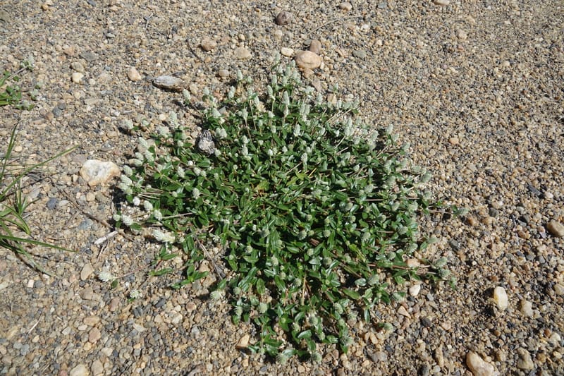 Gomphrena celosioides, L. Nanyeni 1167--Namibia. Hwy B1 S of Okahandja at Swakop R. bridge. 16 May 2018.  (36).JPG