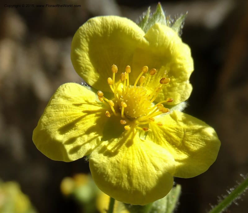 Drymocallis pseudorupestris, Davidson, C 12863--ID. Idaho Co. Seven Devils Mtns. 20 Jul 2015. DSC07745 (47).JPG