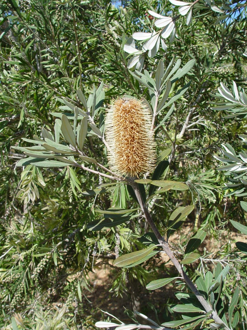 Banksia integrifolia, 1999.00423--Spain. Barcelona Botanic Garden. 21 Apr 04. 055.jpg