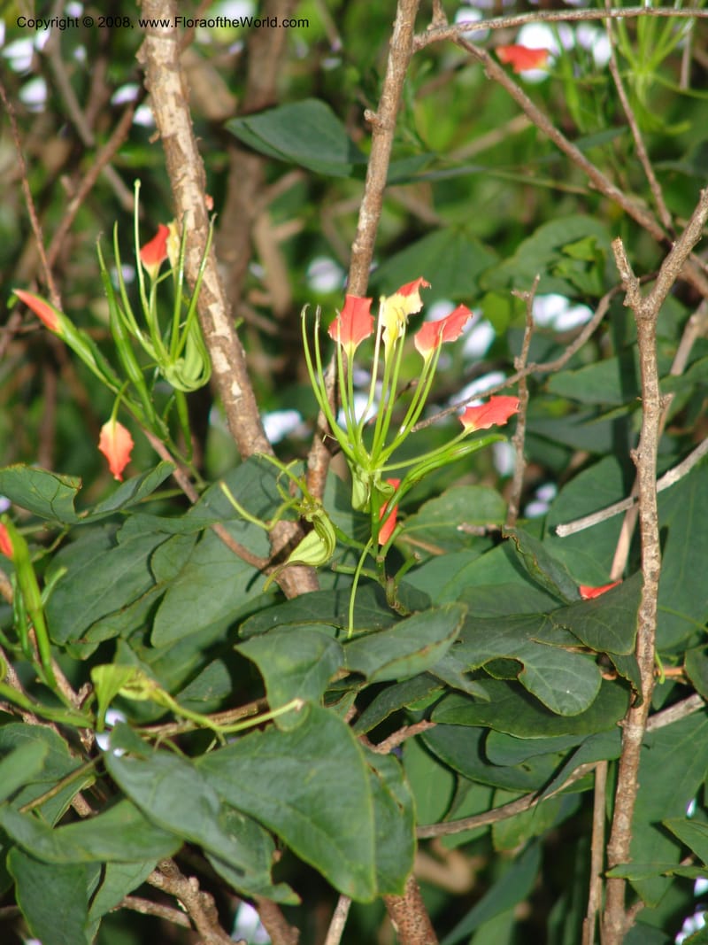 Bauhinia--Madag. Prov. Tuliar. Parc Nat. Zombitse.  13 Jan 06. 400.jpg
