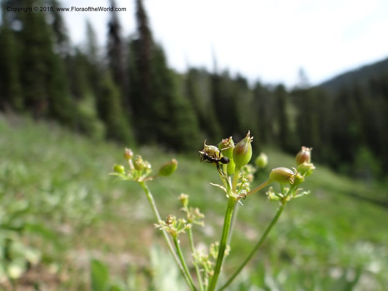 Lomatium graveolens, Mansfield, D 12-598--ID. Bear Lake Co. Mt. Sherman. 13 Jul 2012. DSC03473 (24).JPG