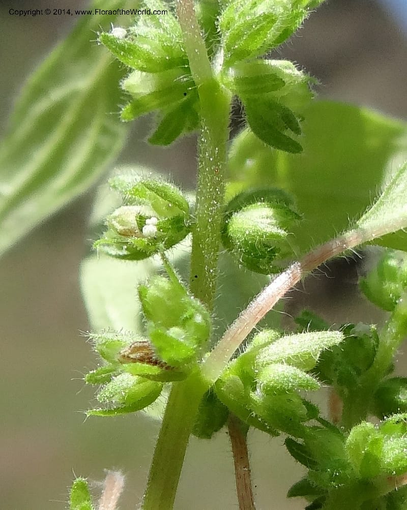 Parietaria pensylvanica, Davidson, C 12143--Oregon. Wallowa Co. Imnaha River. 7 May 2013. DSC03887 (271).JPG