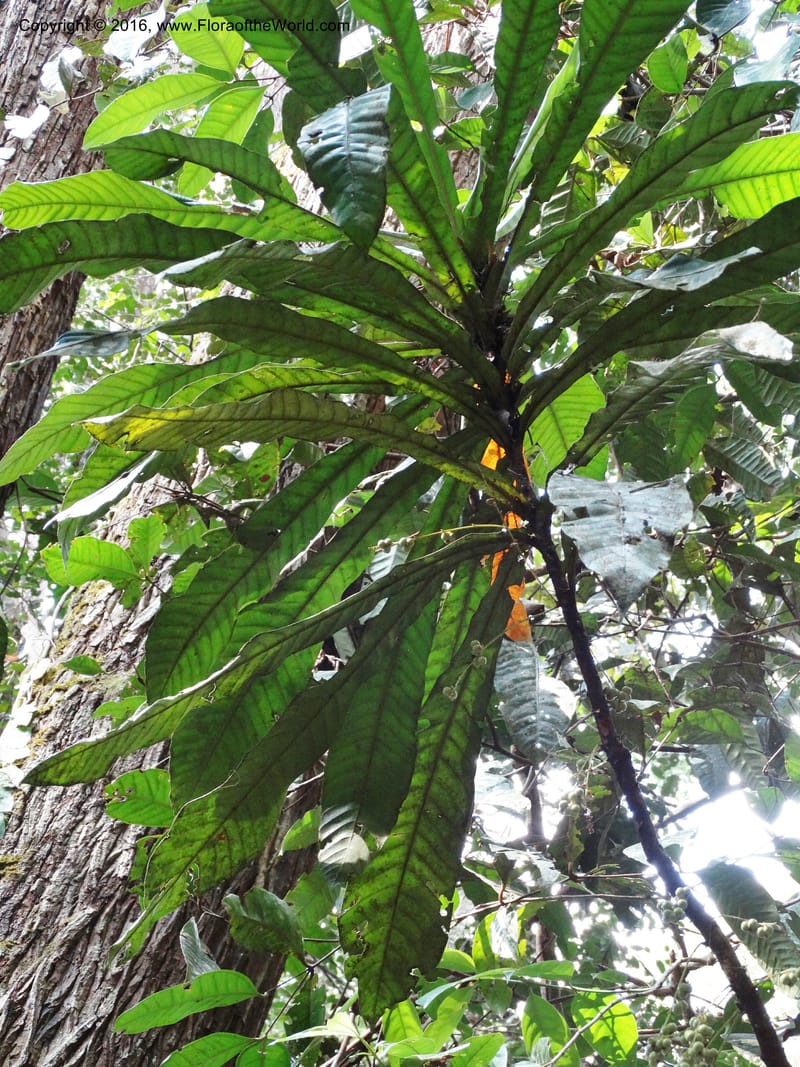 Agrostistachys longifolia, Davidson, C 12889--Sabah. Sapa Paya For. Res. 23 Mar 2015. DSC00001 (143).JPG