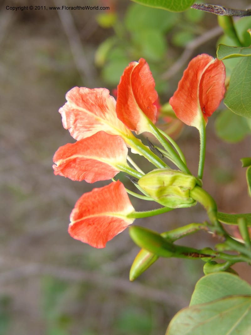 Bauhinia, ROR1513--Madag. Prov. Antsir. Sahafary, Andranomadiro. 7 Nov 06. 079.jpg