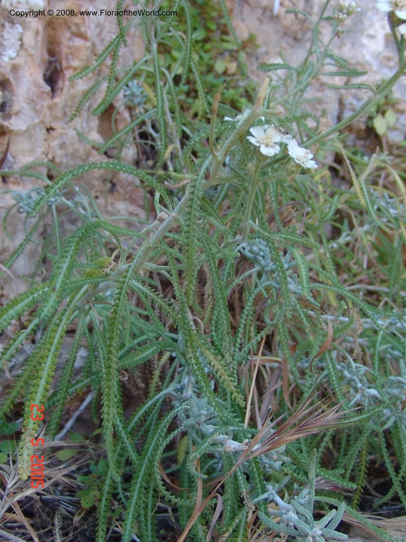 Achillea cretica--Crete. Ep. Kydonia. Akrotiri. Trail Gouvernetos . 23 May 05. 064.jpg