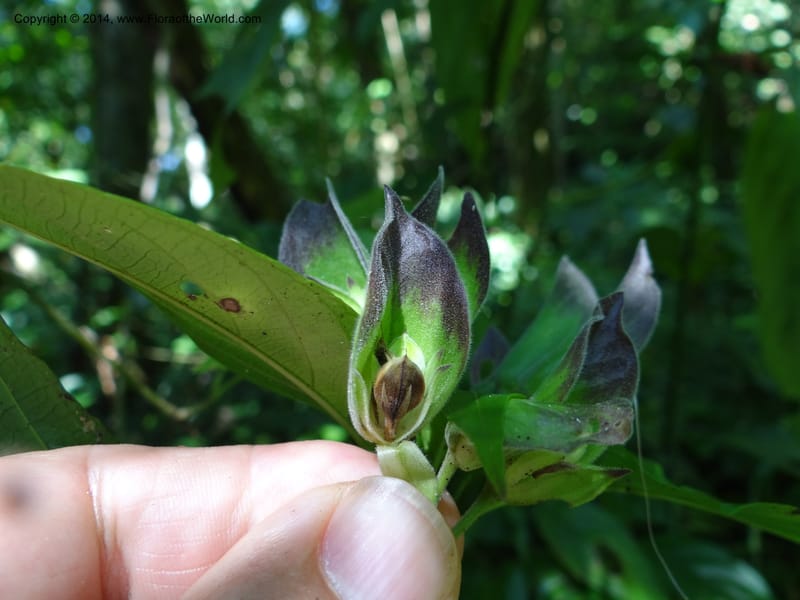 Dicliptera anomala, A. Lopez Cruz 1449--Mexico. Chiapas. El Ocote. 22 Feb 2012.  (85).JPG