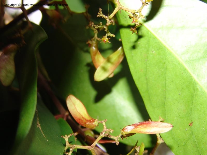 Zinowiewia matudai--CA. San Francisco Botanical Garden (Strybing Arb.). 30 Mch 06. 212.jpg