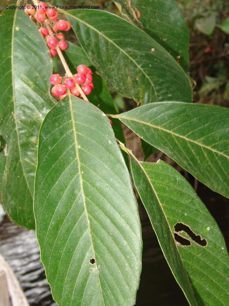 Doliocarpus dentatus, A Murakami 3053--Bolivia.  Pq. Nal. Madidi. Margin of Laguna Chalalan. 22 Sep 06. 067 (8).jpg