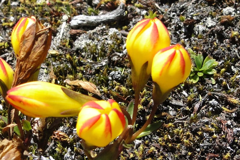 Gentianella hirculus, Ulloa 2116--Ecuador. Azuay. P. N. Cajas. 8 Jun 2011. 072 (11).jpg