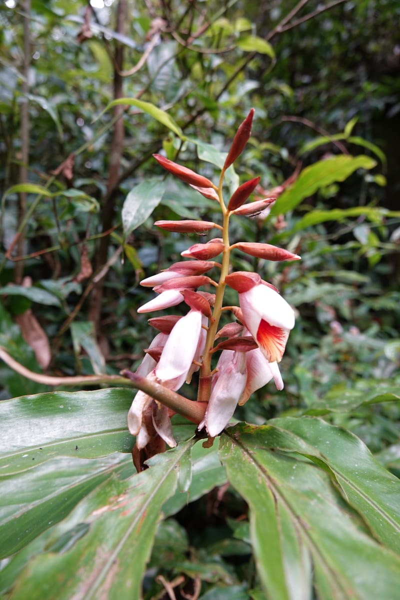Alpinia blepharocalyx, D. Boufford 44112--China. Yunnan. Lao jun Shan. 30 Apr 2018. DSC00424 (193).JPG