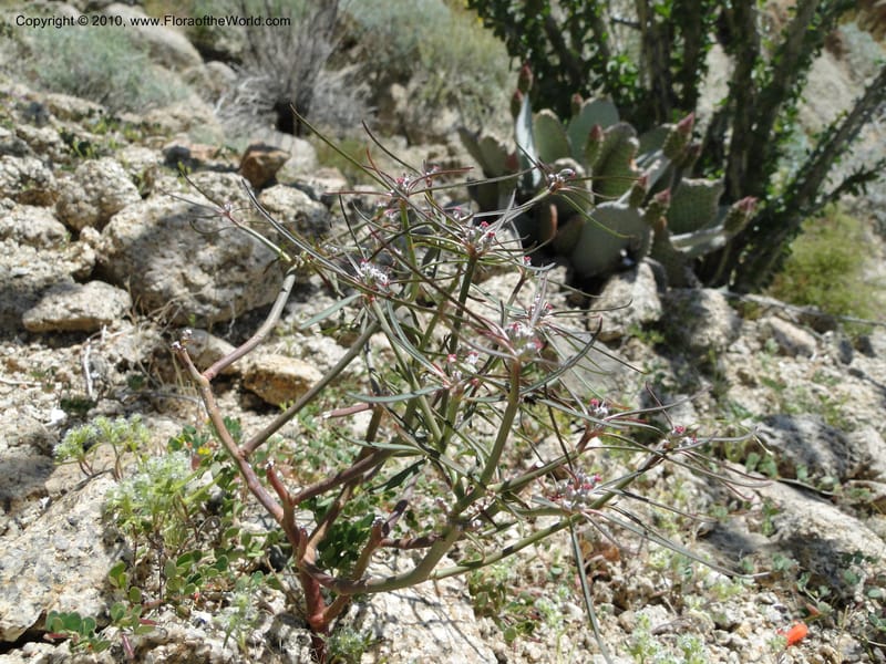 Euphorbia eriantha, C. Davidson 11664--California. Riverside Co. 1 April 2010. 309 (1).jpg