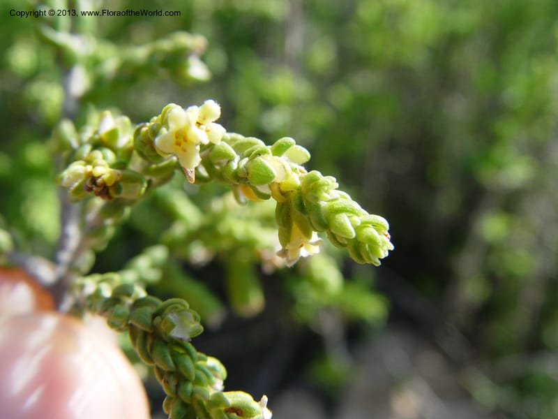Thymelaea hirsuta--Spain. Andalucia. On C333, ca. 5 km E of Orgiva. 14 Ap (163).jpg