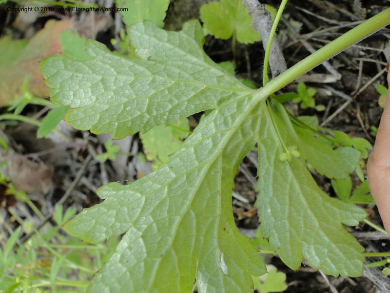 Sanicula crassicaulis, C. Davidson 11724--California. Santa Barbara Co. 4 April 2010 123 (11).jpg