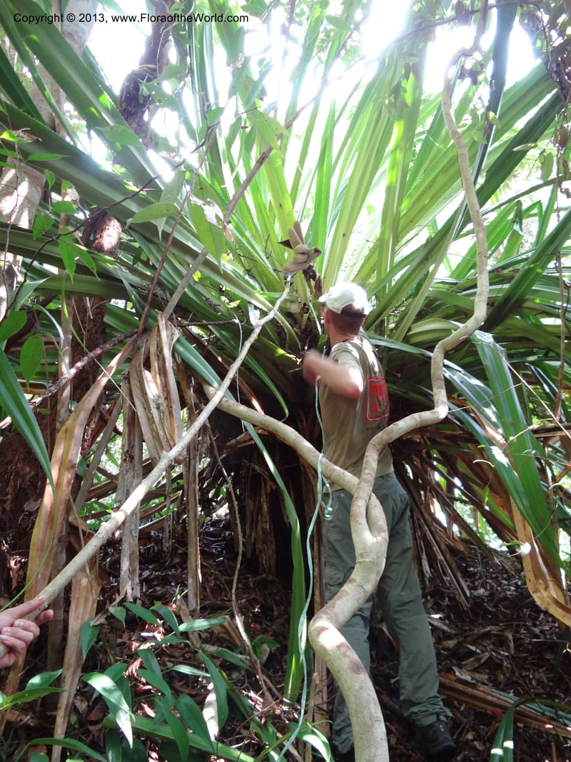 Pandanus epiphyticus, Callmander 1014--Malaysia, Sarawak. Bako Nat. Park. Paku Trail. DSC06071 (72).JPG