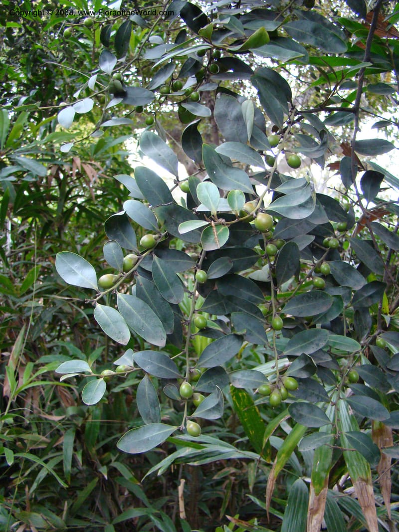 Diospyros australis--Australia. Royal Botanic Garden, Melbourne. 19-20 Mch 08. 377.jpg