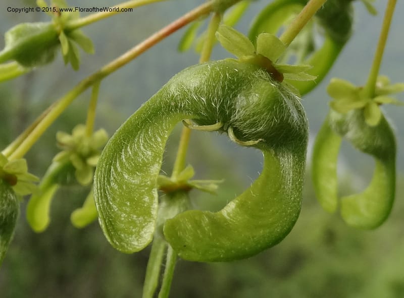 Acer, Boufford, D 43670--China. Sichuan. GuoBaYan, HanBaiYu Shan. 12 May 2014. DSC05373 (210).JPG