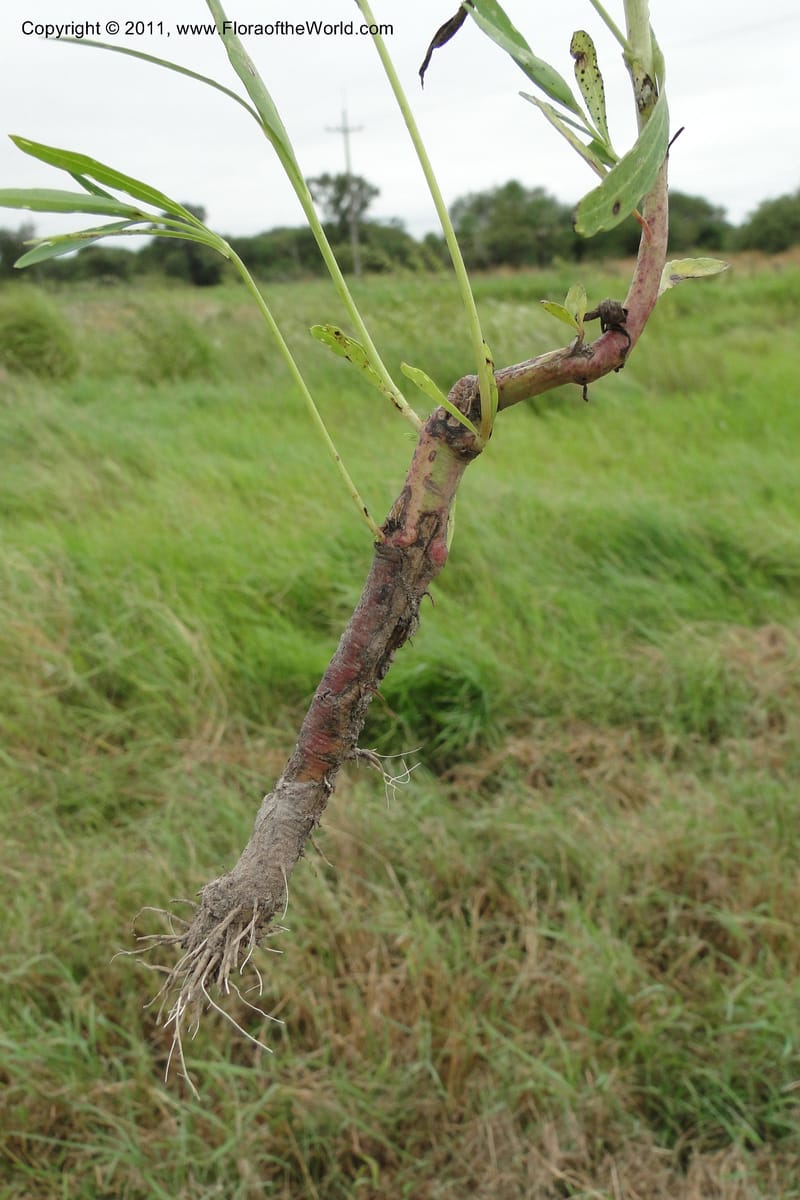 Porophyllum lanceolatum, W. D. Stevens 31034--Paraguay. Edo. Pres. Hayes. Rta. 9. 13 Mar 2011. 121 (46).jpg