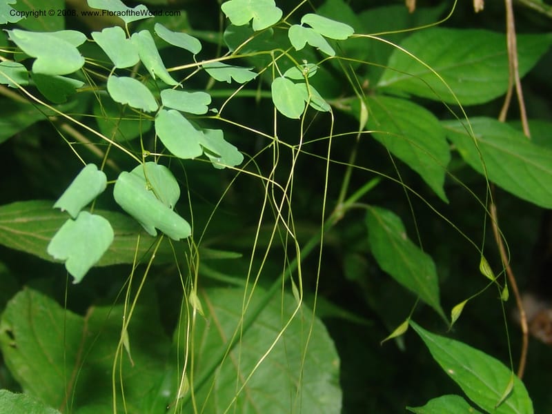 Thalictrum rhynchocarpum--So.Africa. Mpumal. Moodie Mts.  18 Mch 05. 006.jpg